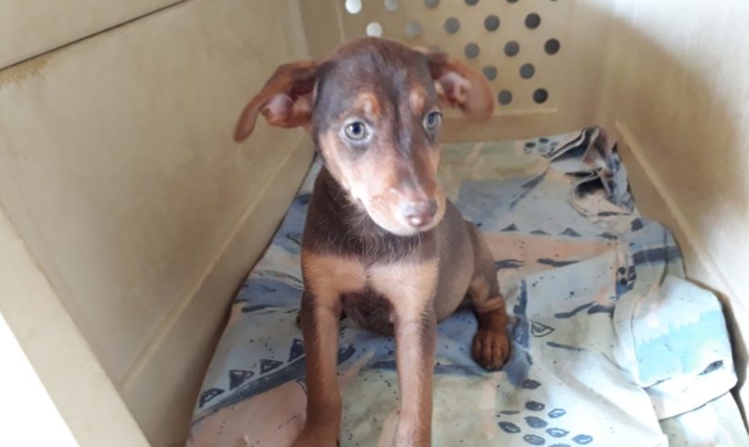 Bonye adoptée 12.10.19