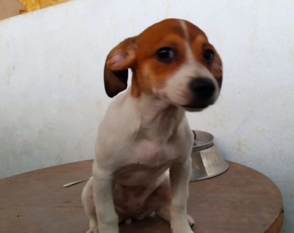 Chiqui adoptée 12.10.19