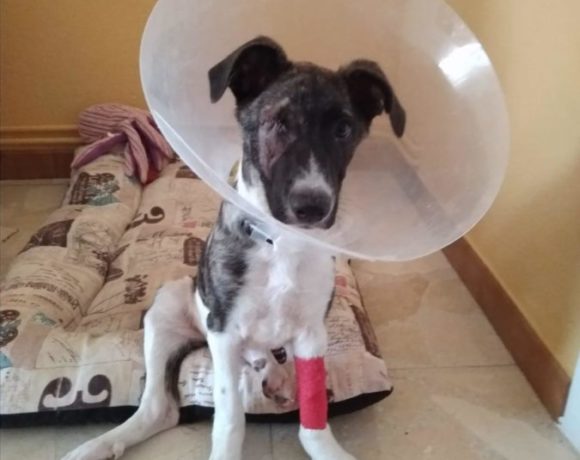 Deya adoptée 7.12.19