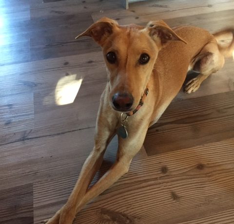 Dobby-Curro adopté 18.10.19