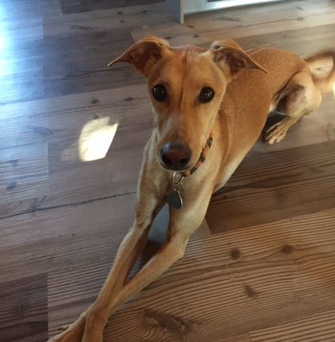Dobby-Curro adopté 18.10.19 Dobby-Curro adopté 18.10.19