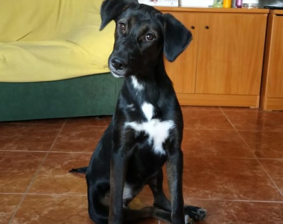 Dulce-Marvel adoptée 7.12.19