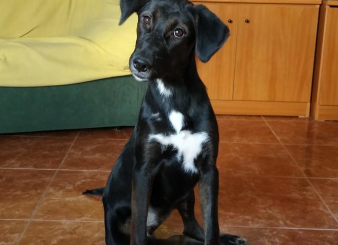 Dulce-Marvel adoptée 7.12.19 Dulce-Marvel adoptée 7.12.19
