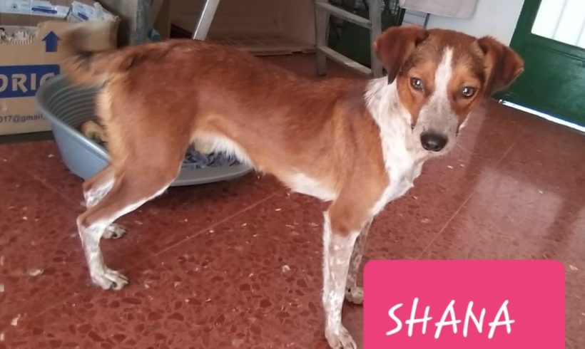 Shana-Audrey adoptée 7.12.19 Shana-Audrey adoptée 7.12.19