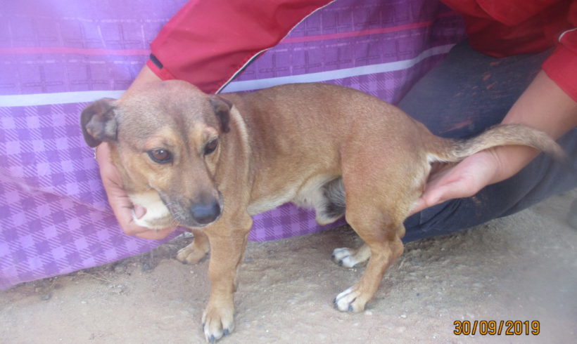 Casillas adopté 7.12.19 Casillas adopté 7.12.19