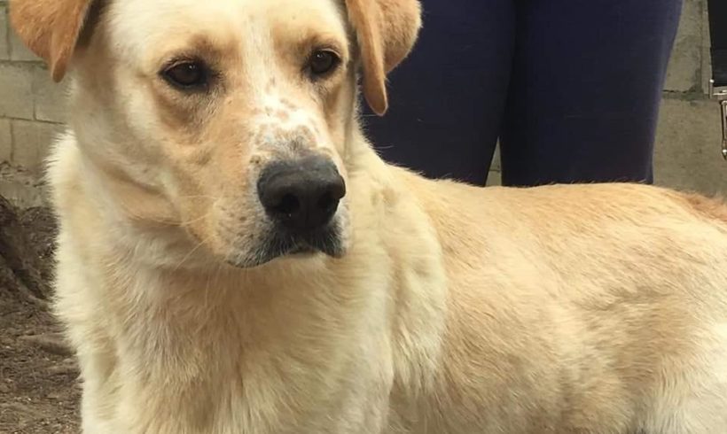 Asur adopté 27.06.20 Asur adopté 27.06.20
