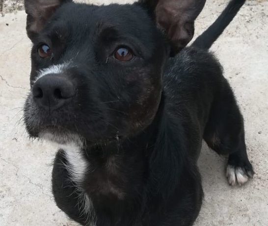 Barbudo adopté 01.02.2020
