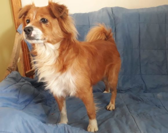 Coby adopté 7.12.19