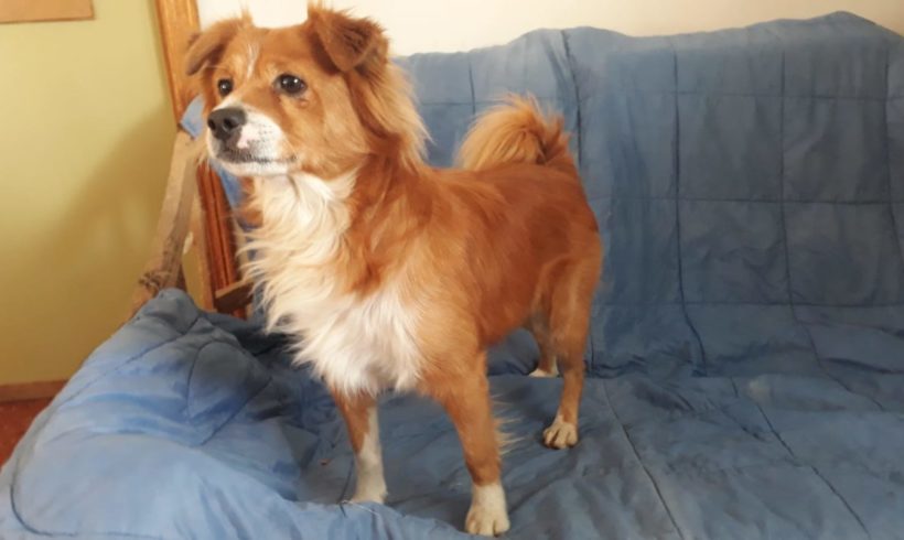 Coby adopté 7.12.19 Coby adopté 7.12.19