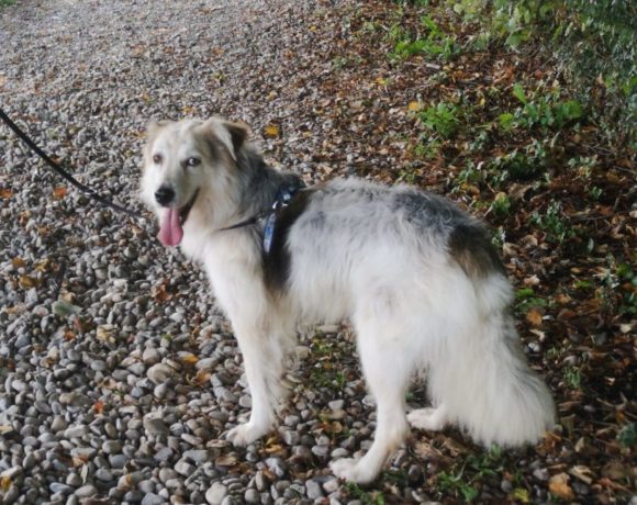 Diego adopté 25.10.19