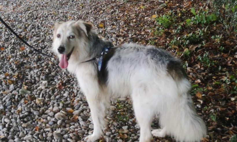 Diego adopté 25.10.19 Diego adopté 25.10.19