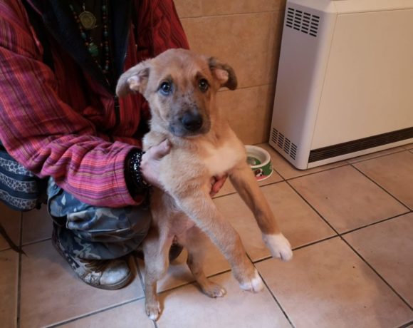 Ebra-Saya adoptée 7.12.19