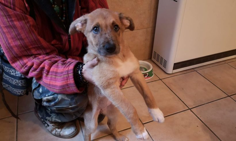 Ebra-Saya adoptée 7.12.19 Ebra-Saya adoptée 7.12.19