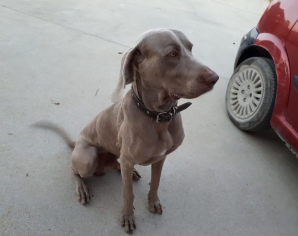 Kantaï adopté 01.02.2020