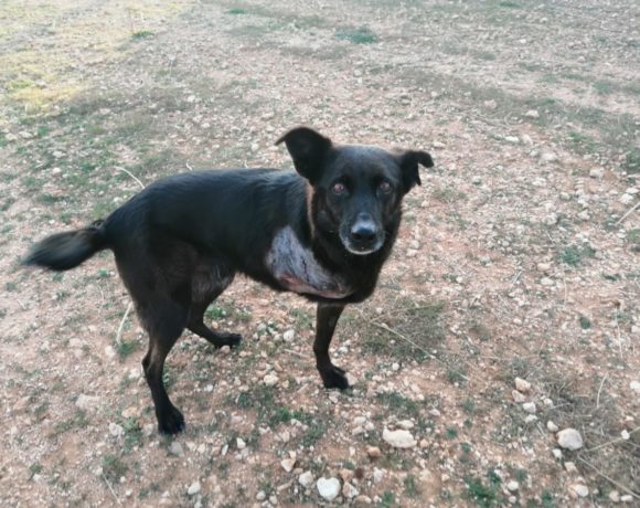 Kola  adopté 15.02.2020