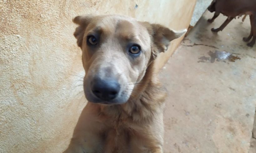 Lira adoptée 15.02.2020