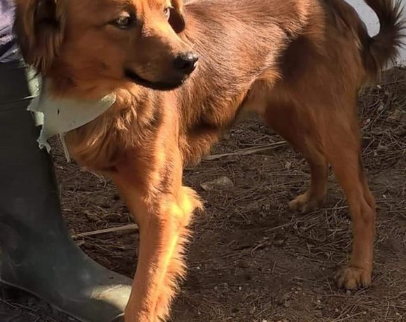 Pupu-Milo adopté 27.06.20