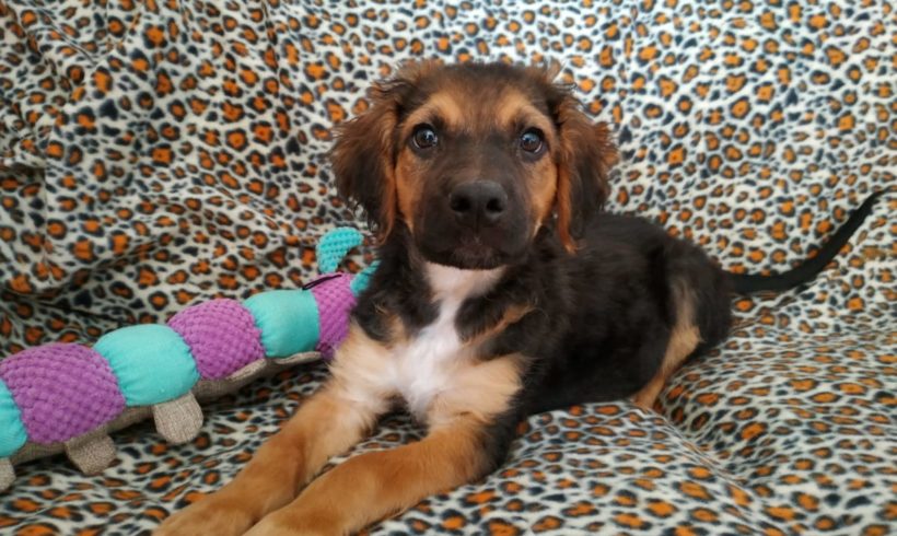Selva-Silva adopté 7.12.19 Selva-Silva adopté 7.12.19