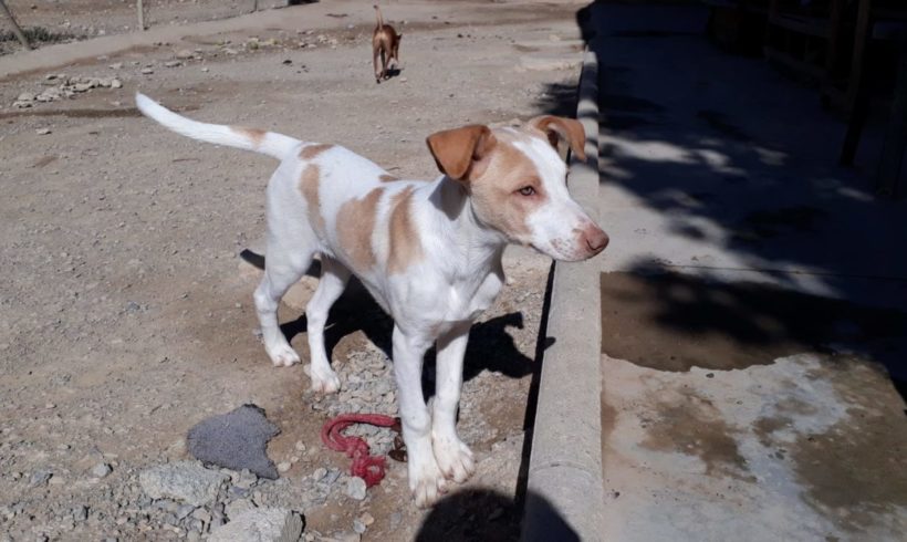 Balto adopté 15.02.2020 Balto adopté 15.02.2020