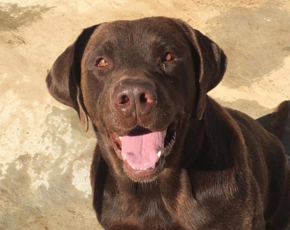 Choco adopté 01.02.2020