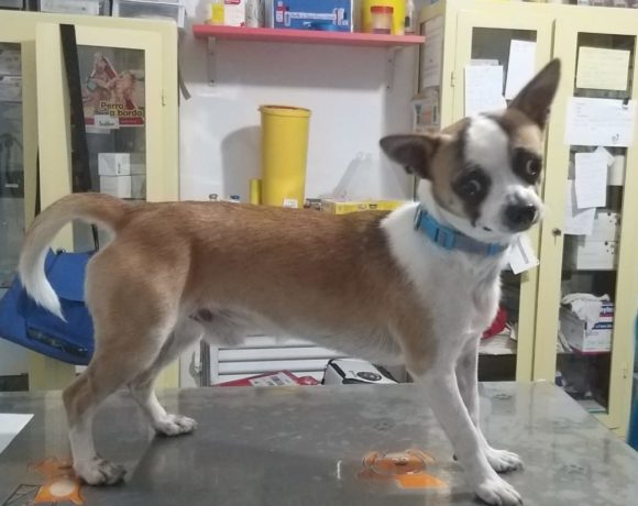 Coco-Pepito adopté 7.12.19