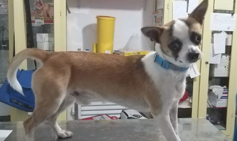 Coco-Pepito adopté 7.12.19 Coco-Pepito adopté 7.12.19