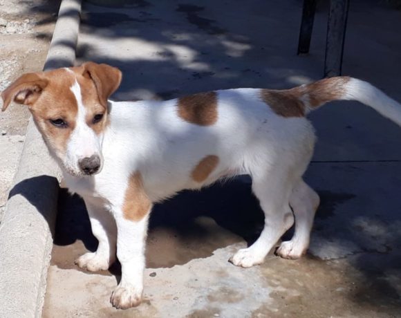 Dalma-Nina adoptée 7.12.19