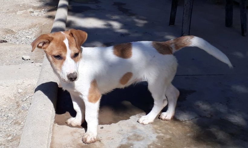 Dalma-Nina adoptée 7.12.19