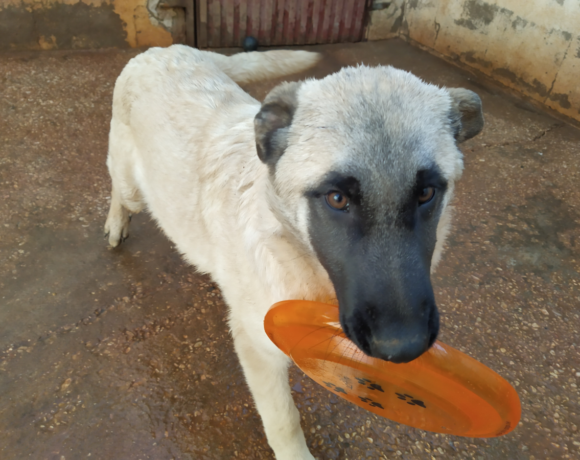 Kemal adopté 27.06.20