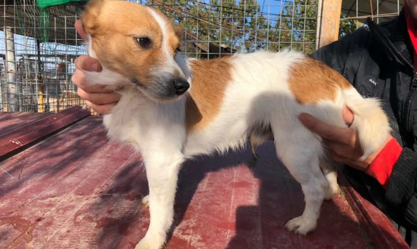 Panchi adopté 7.12.19 Panchi adopté 7.12.19