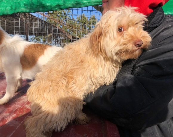 Toby adopté 7.12.19