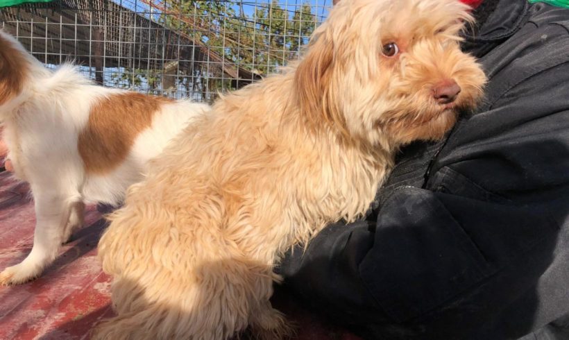 Toby adopté 7.12.19 Toby adopté 7.12.19