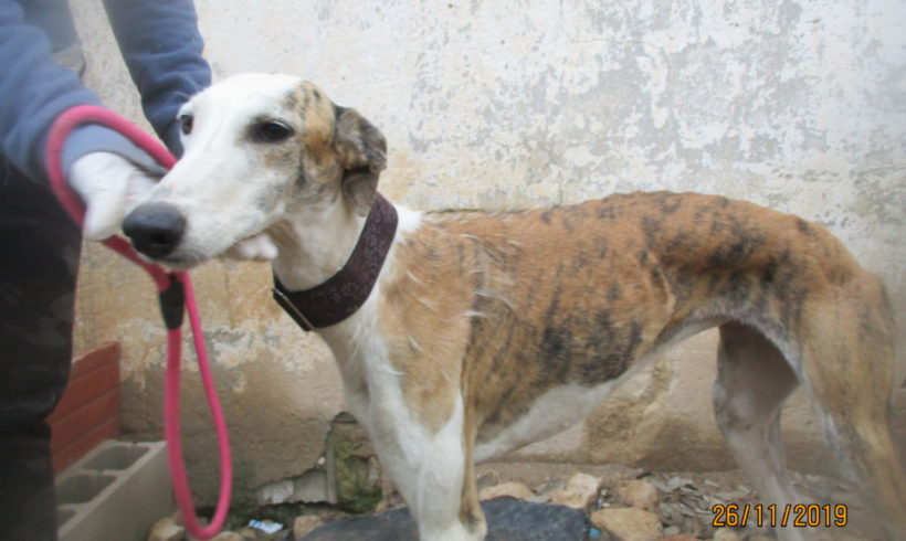 Hermosa adoptée 15.02.2020 Hermosa adoptée 15.02.2020