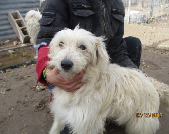 Lara adoptée 15.02.2020