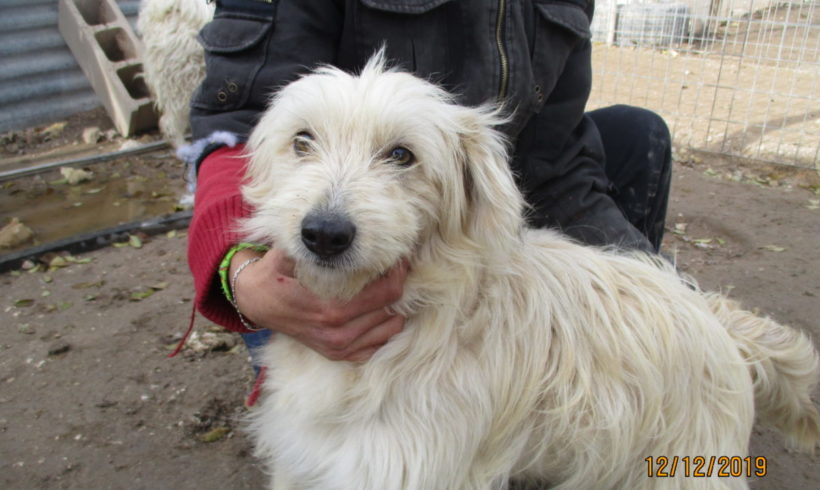 Lara adoptée 15.02.2020 Lara adoptée 15.02.2020