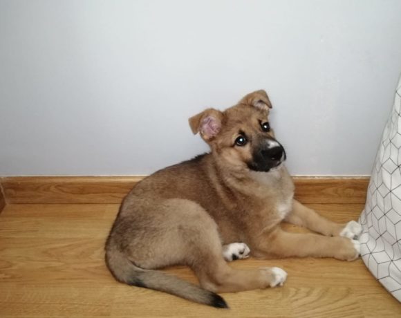Roxy adoptée 15.02.2020