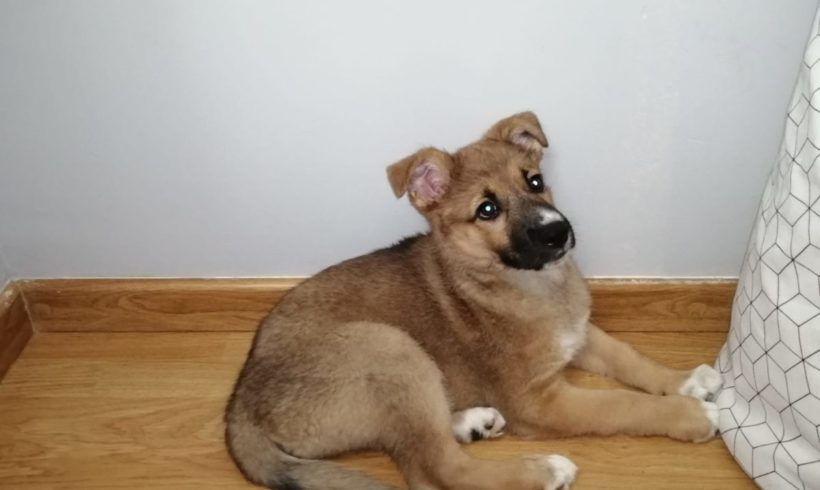 Roxy adoptée 15.02.2020 Roxy adoptée 15.02.2020