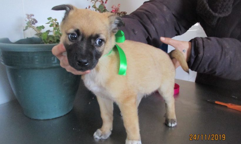 Sammy adopté 15.02.2020 Sammy adopté 15.02.2020