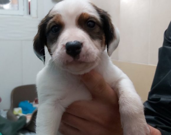 Durango adopté 29.02.2020
