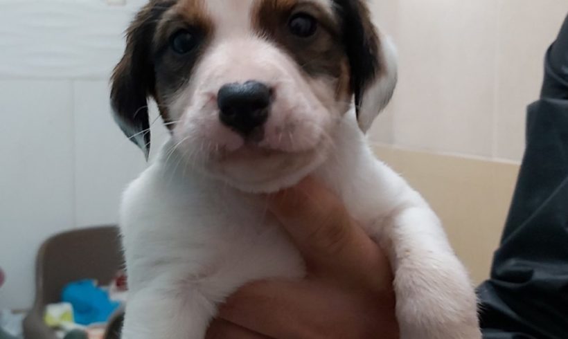 Durango adopté 29.02.2020 Durango adopté 29.02.2020