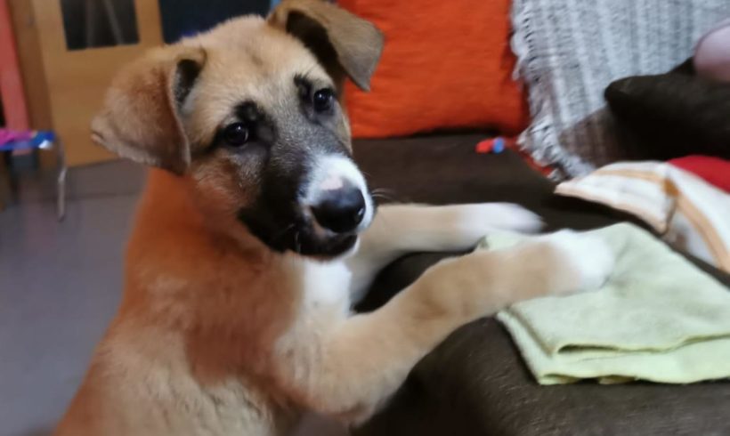 Simba adopté 15.02.2020 Simba adopté 15.02.2020