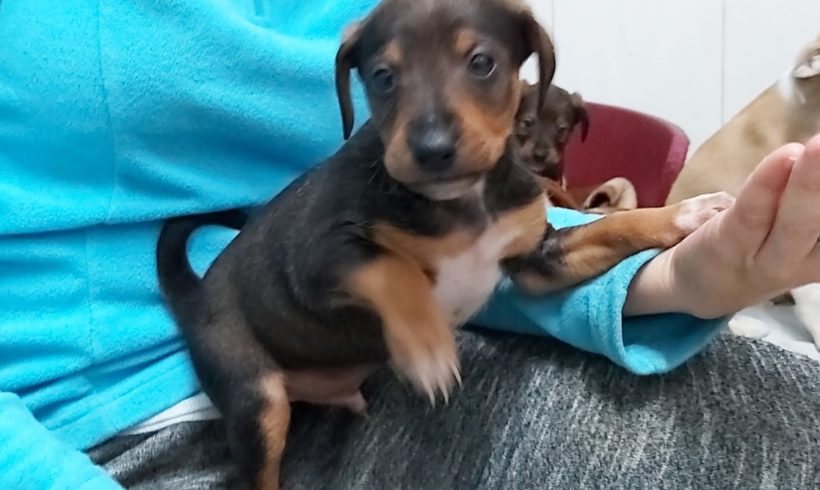 Jalapeno adopté 29.02.2020 Jalapeno adopté 29.02.2020