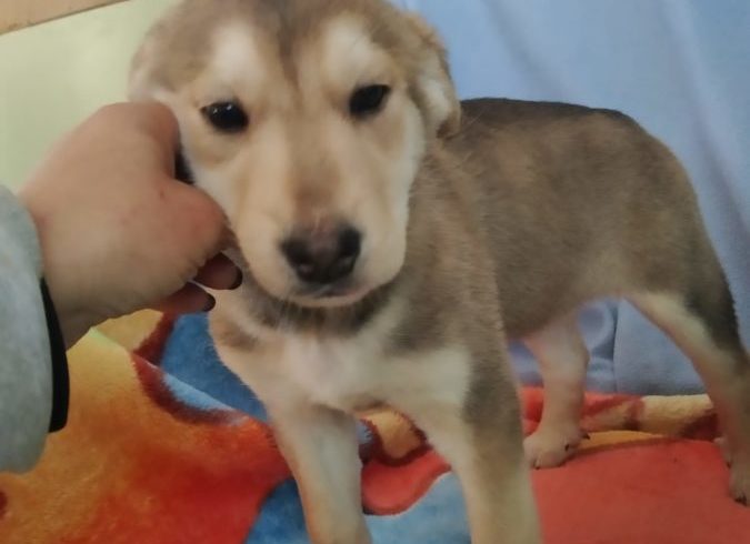 Belinda 2 adoptée 15.02.2020 Belinda 2 adoptée 15.02.2020