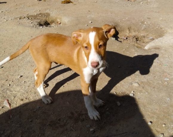 BU adopté 15.02.2020