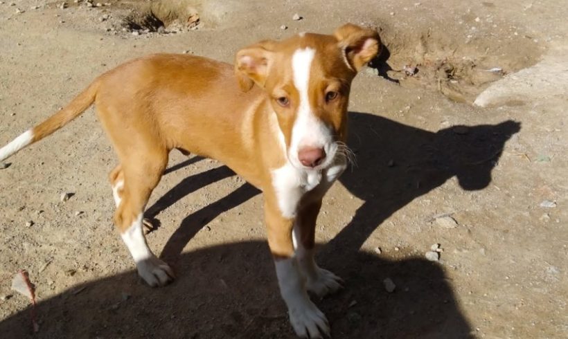 BU adopté 15.02.2020 BU adopté 15.02.2020