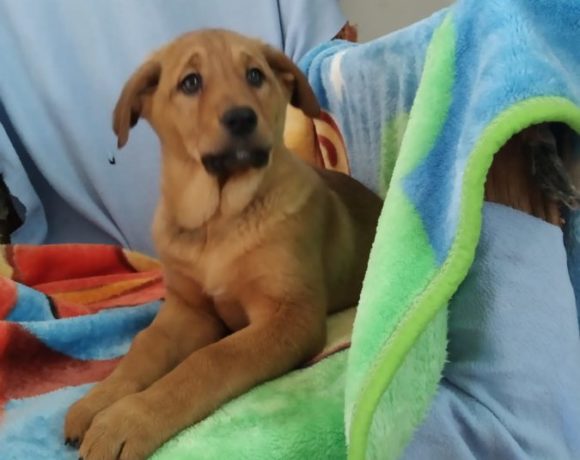 Elda adoptée 15.02.2020