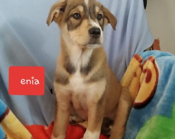 Enia adoptée 27.06.20
