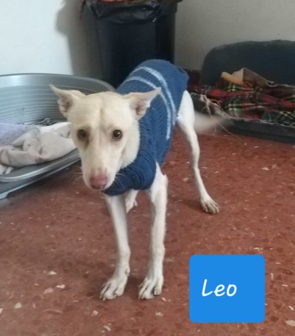 Leo adopté 27.06.20