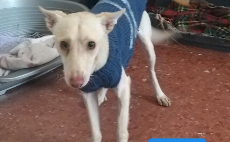 Leo adopté 27.06.20