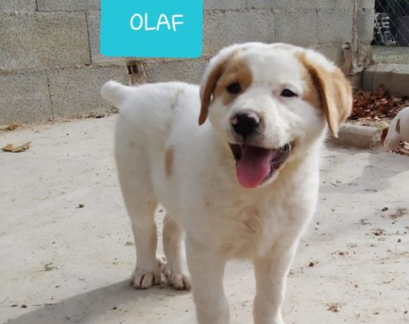 Olaf adopté 27.06.20
